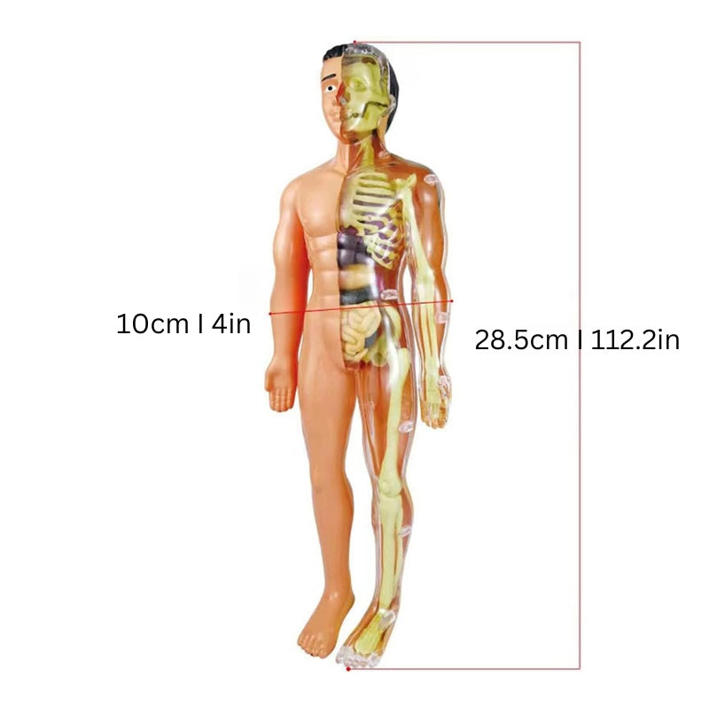 BodyBrix | Human Body Anatomy Model Kids