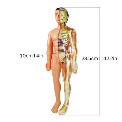 BodyBrix | Human Body Anatomy Model Kids