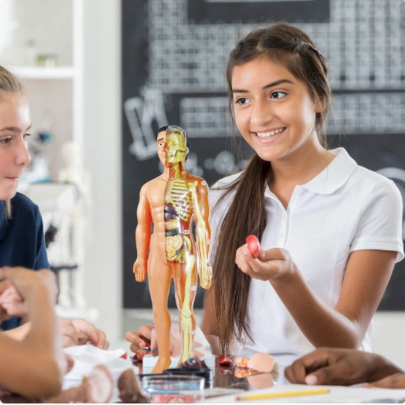 Human Body Anatomy Model Kids 2