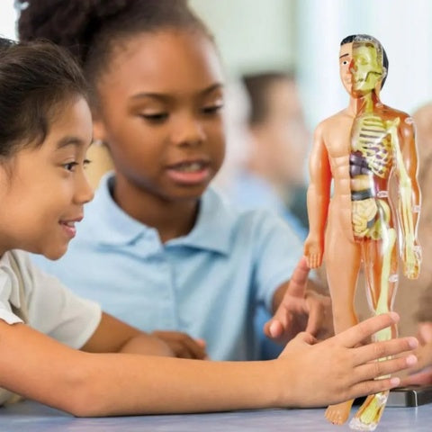 Human Body Anatomy Model Kids 3